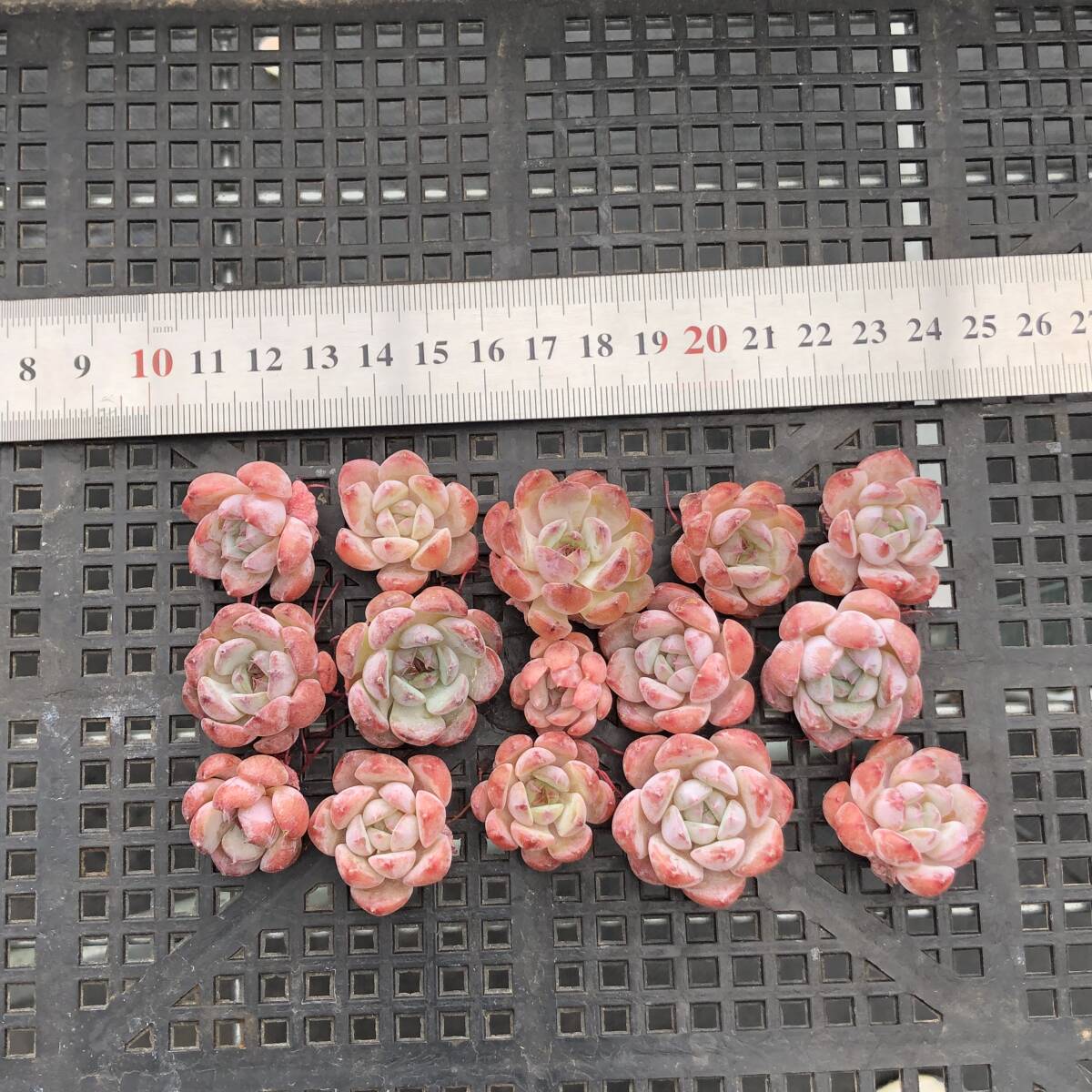 エケベリア15個 0924-K087 マグパイ ブリッジ 多肉植物 カット苗 エケベリア15個 0924-K087 マグパイ ブリッジ 多肉植物 カット苗