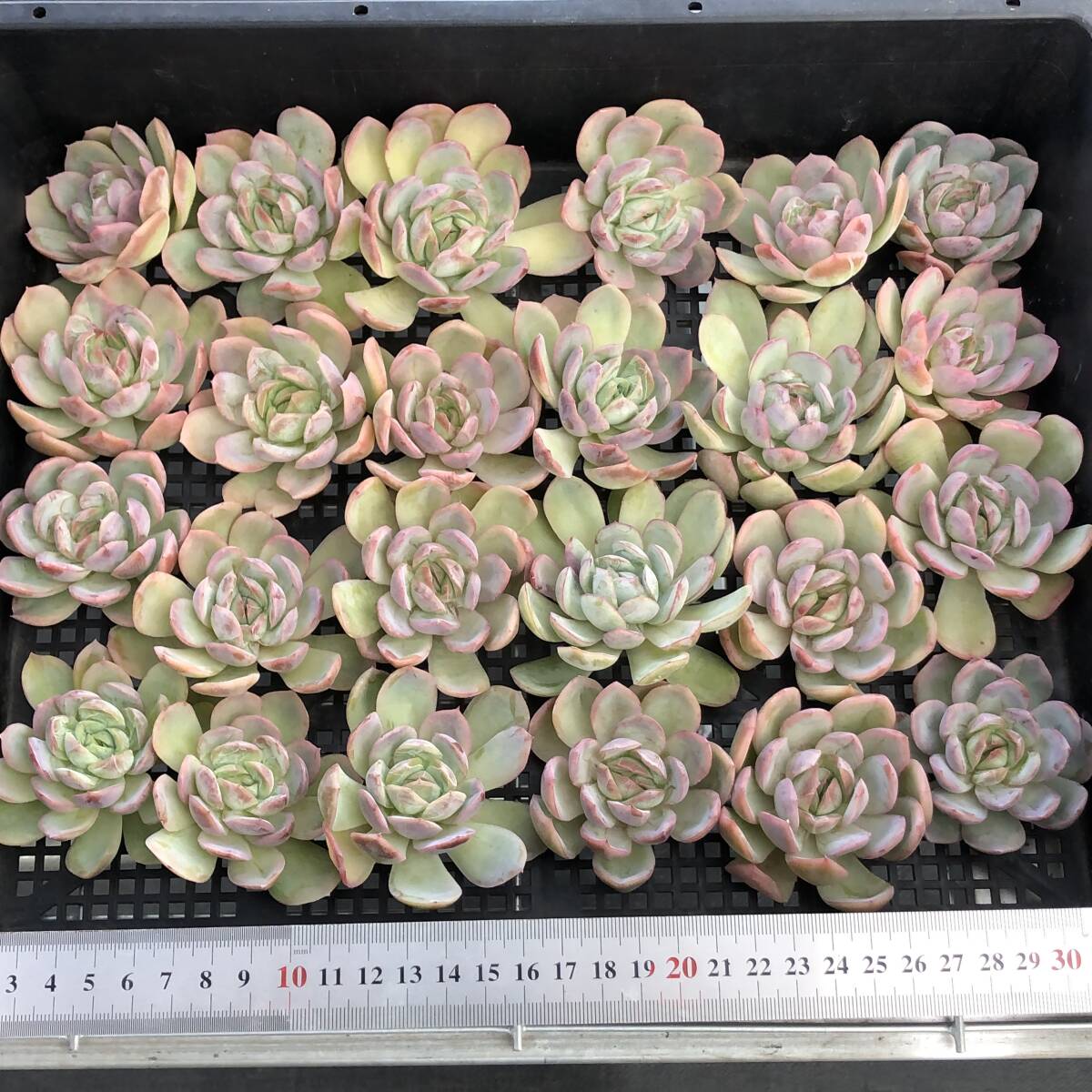 エケベリア24個　1001-D-0169　アイス　ピュア　多肉植物　カット苗　寄植え　出荷日10/3か4