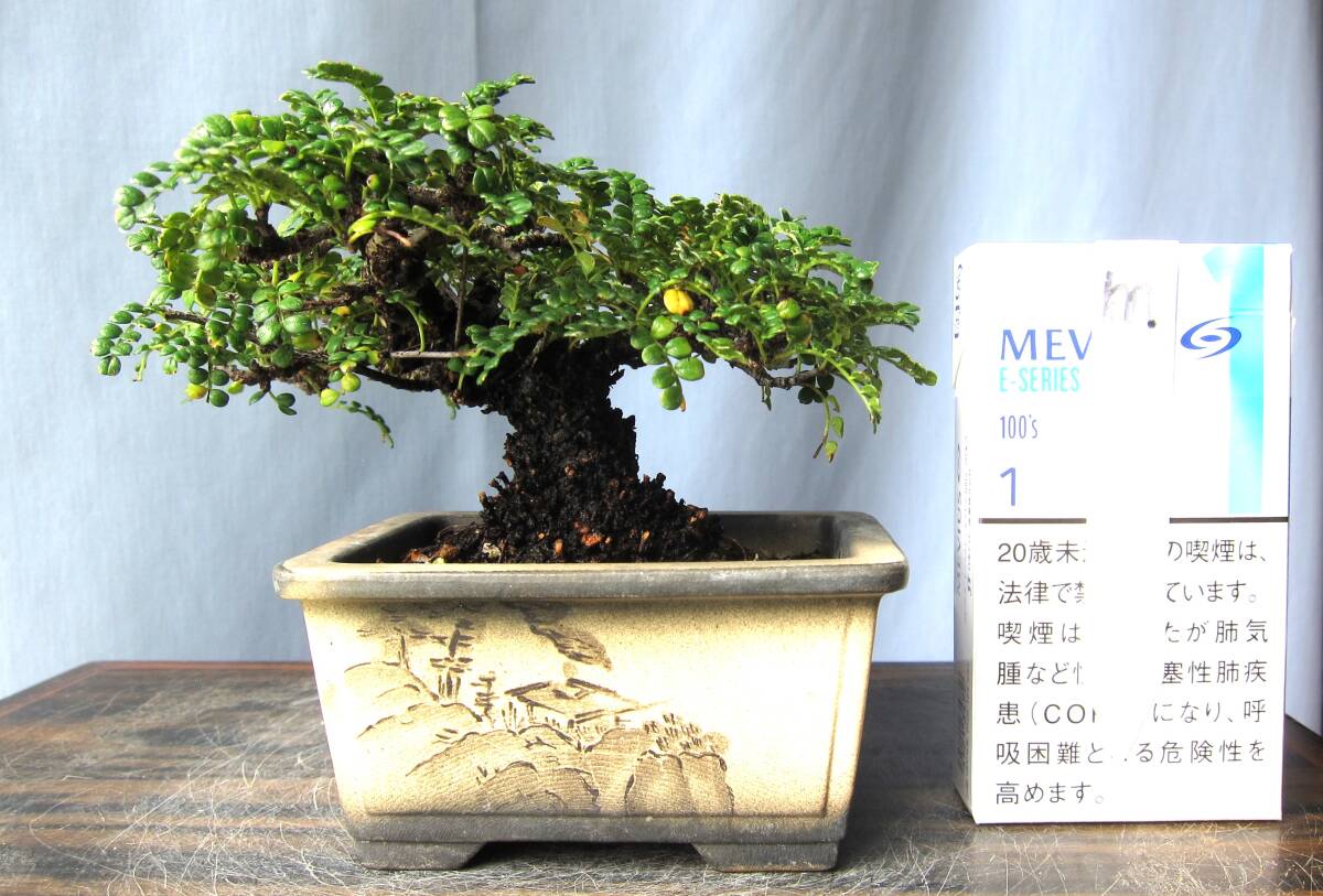 イソザンショウ　磯山椒　m