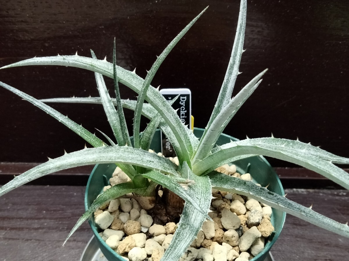 [ быстрое решение ] \'Dyckia \'Nickel Silver\'\'2 АО [ бесплатная доставка ]