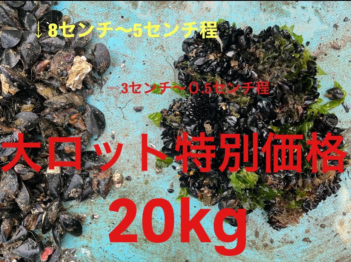 大容量　20kg 活発送&配送料無料　（実質18〜19kg前後入り　）活発送　釣り餌ムール貝（ムラサキイガイ）小サイズ　送料無料