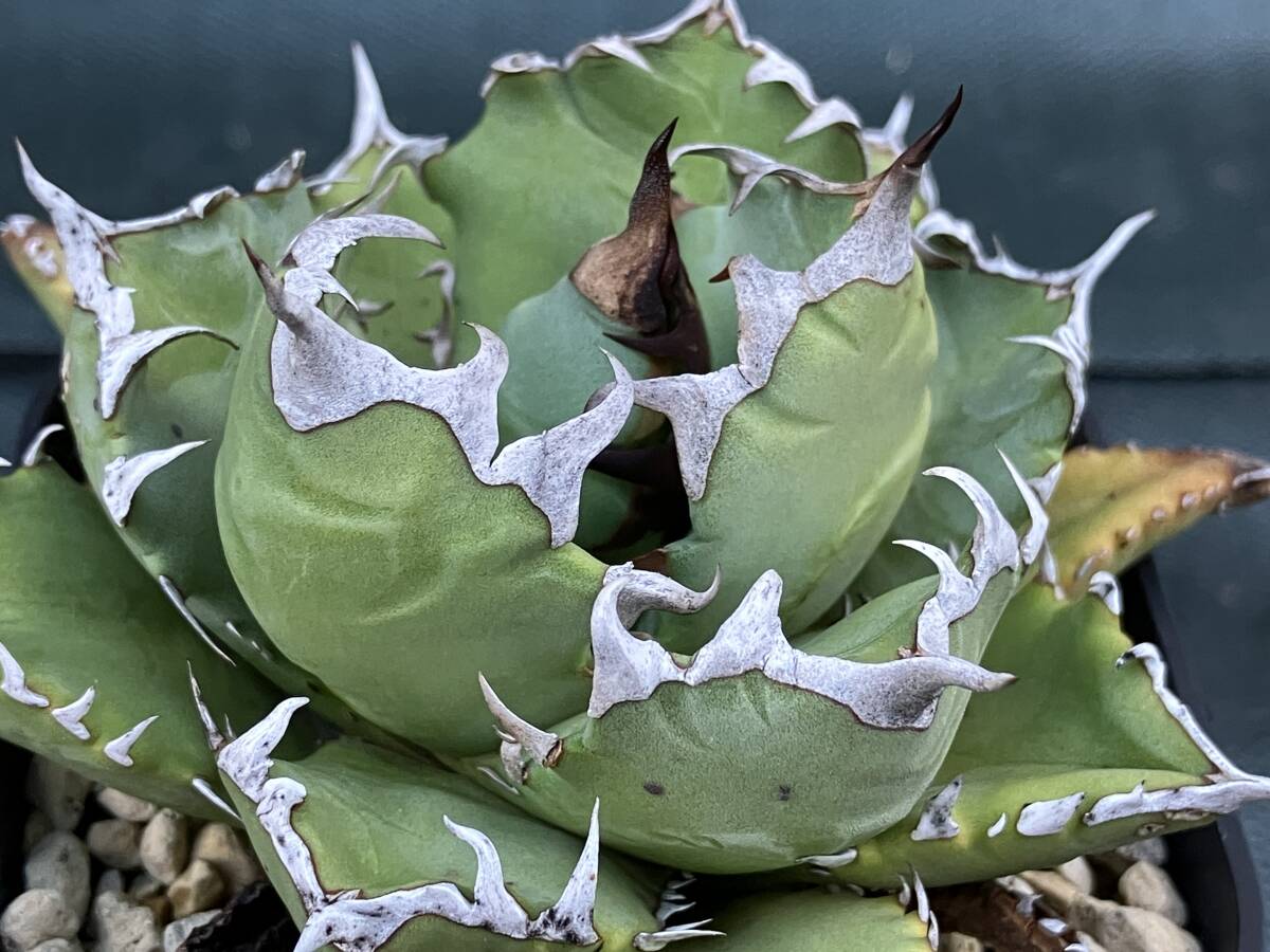 錦玉園 児玉 チタノタ 農大 ナンバーワン ※最後の画像は参考親株 / Agave titanota No 1 オテロイ FO 076 アガベ 姫厳竜 [KP062]