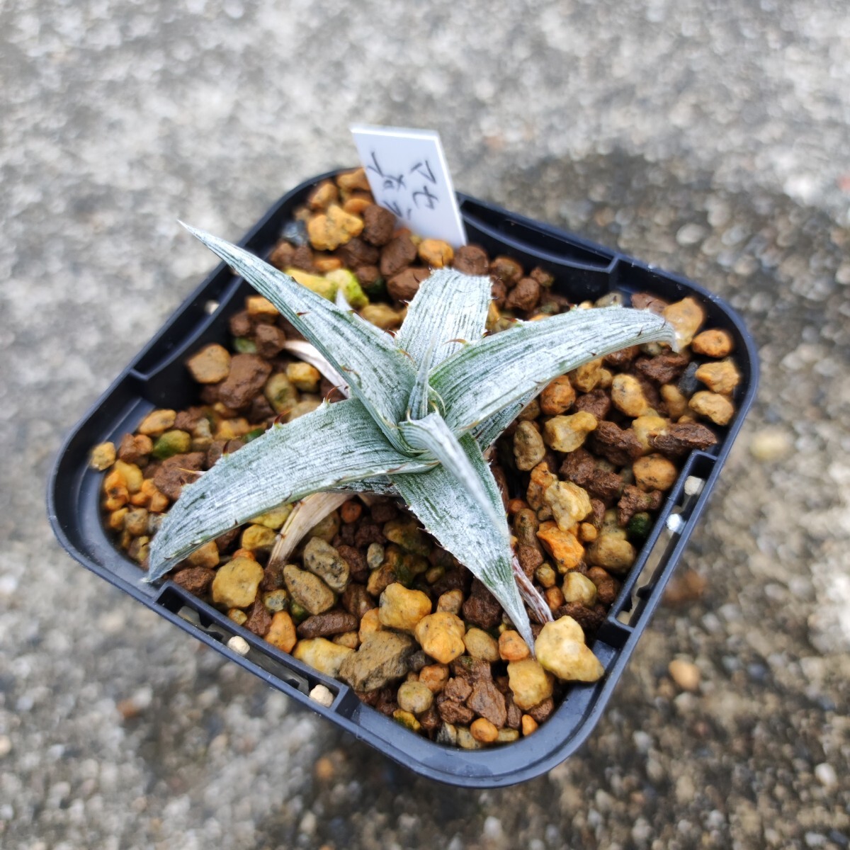 レア ビルベイカー ディッキア Dyckia Uncle Ray