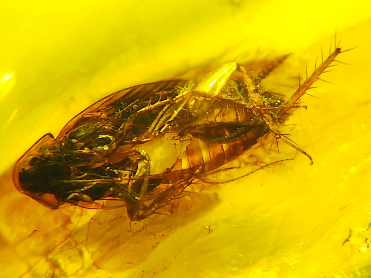 Yahoo!オークション - #8457 白亜紀 虫入り ビルマ琥珀 ゴキブリ