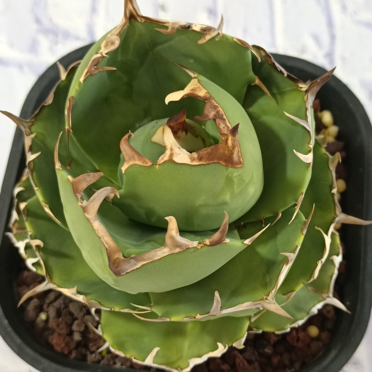 F472 多肉植物 アガベ チタノタ 神像 極上TC子株 同DNA保持株 F472 多肉植物 アガベ チタノタ 神像 極上TC子株 同DNA保持株