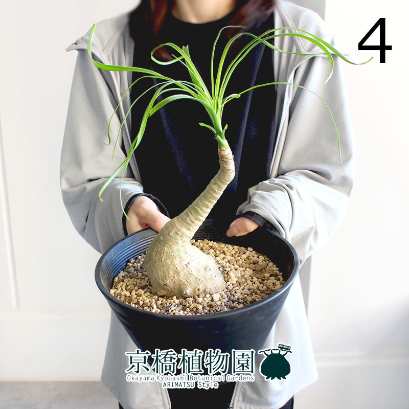 【現(xiàn)品】トックリラン/ノリナ/ポニーテール 曲がり 7號(hào) 黒セラアート鉢（4）Nolina recurvata