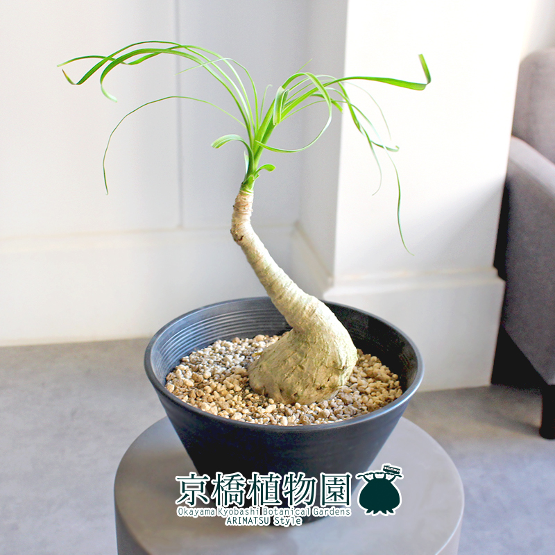 【現(xiàn)品】トックリラン/ノリナ/ポニーテール 曲がり 7號(hào) 黒セラアート鉢（4）Nolina recurvata