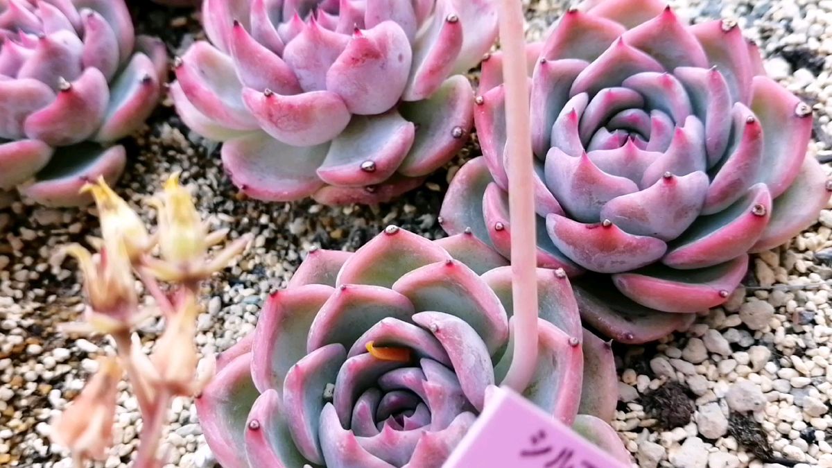 紅葉可愛い☆ずっしりさん☆抜き苗☆韓国苗 エケベリア キャロライン 多肉植物