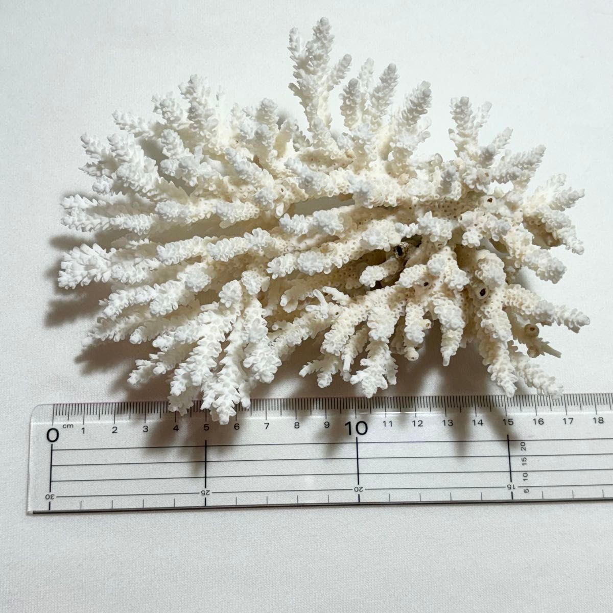 大きめ 白珊瑚 》 水槽飾り 置物 珊瑚 アクアリウム インテリア 大きめ 白珊瑚 》 水槽飾り 置物 珊瑚 アクアリウム インテリア