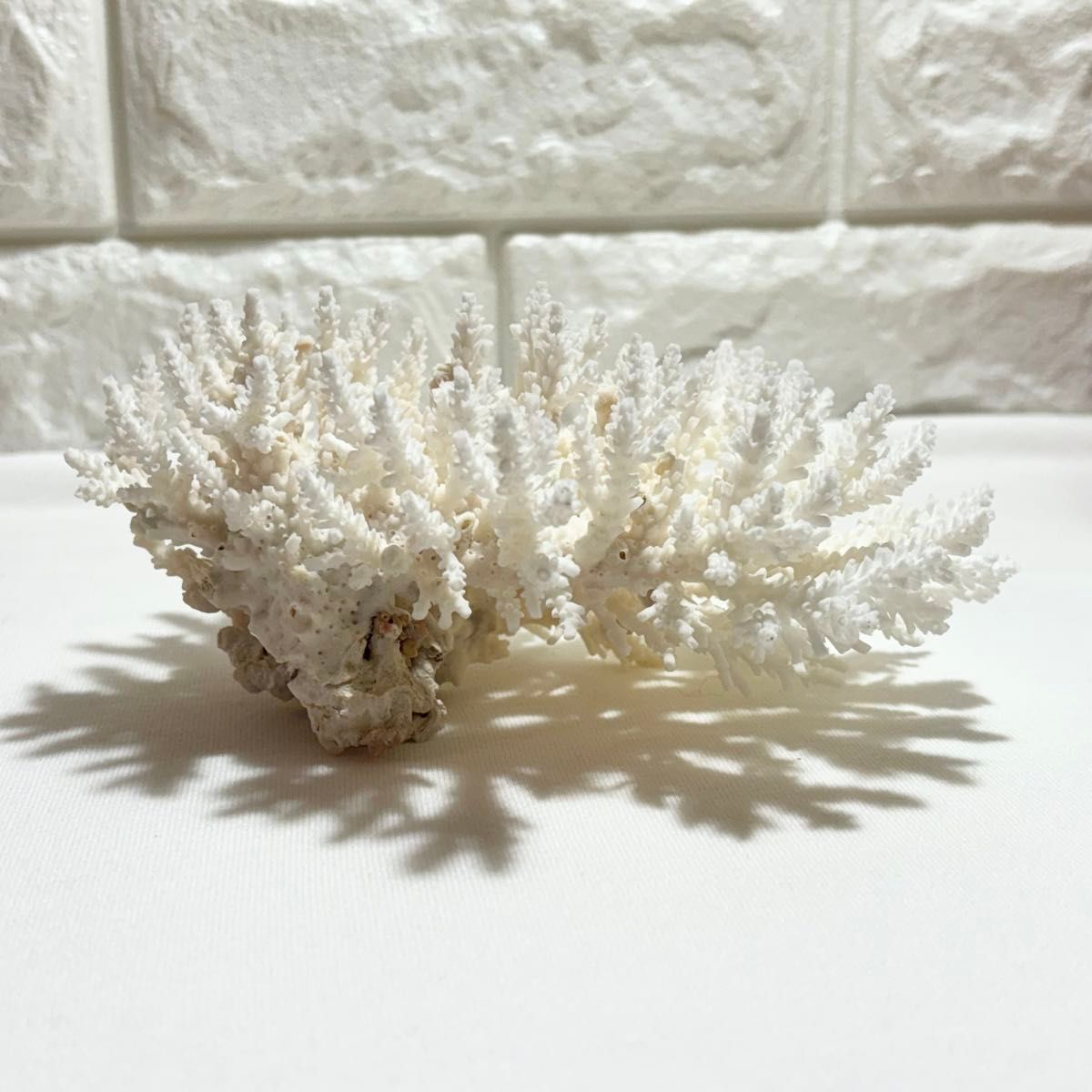 大きめ 白珊瑚 》 水槽飾り 置物 珊瑚 アクアリウム インテリア 大きめ 白珊瑚 》 水槽飾り 置物 珊瑚 アクアリウム インテリア