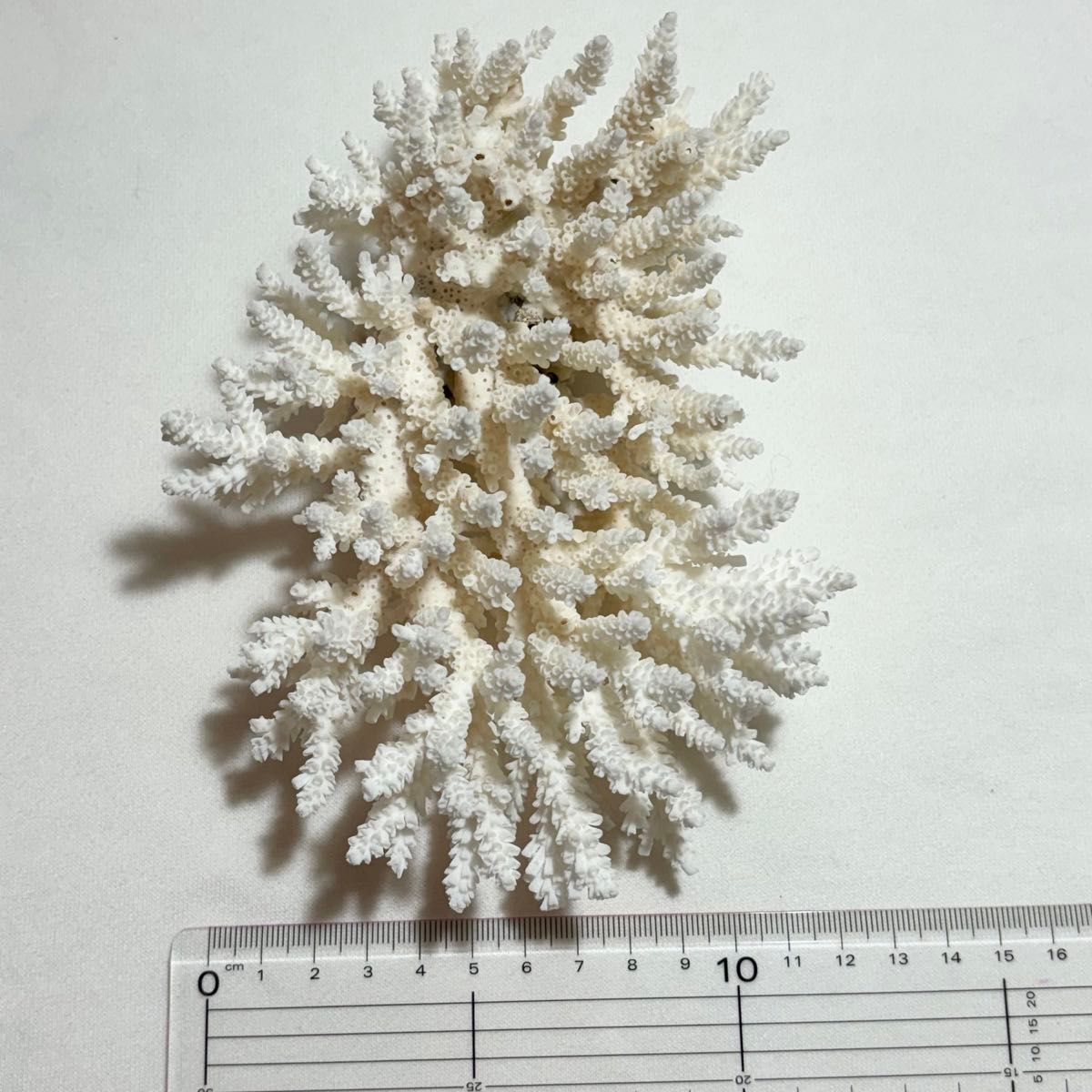 大きめ 白珊瑚 》 水槽飾り 置物 珊瑚 アクアリウム インテリア 大きめ 白珊瑚 》 水槽飾り 置物 珊瑚 アクアリウム インテリア