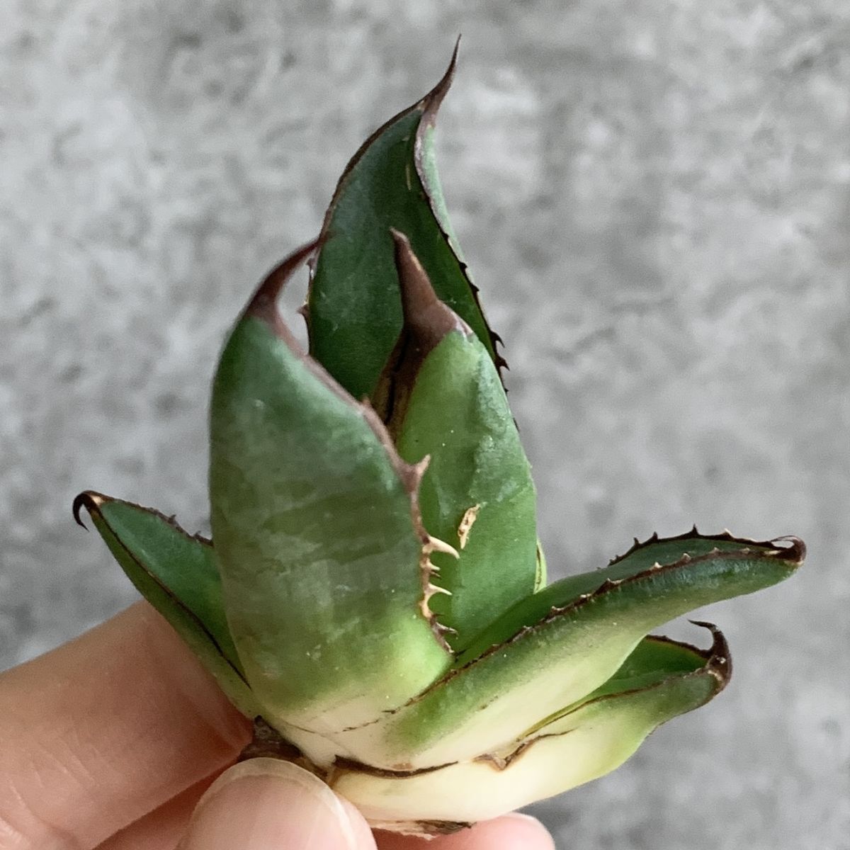 良血 強棘 うねり ボール ラウンド アガベ agave オテロイ 子株 良血 強棘 うねり ボール ラウンド アガベ agave オテロイ 子株