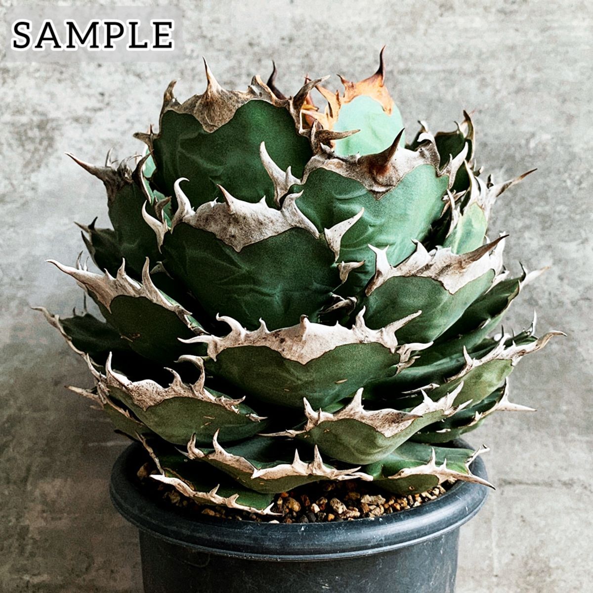 F9457 SS級極上選抜株 Agave Titanota ITALIY イタリア産極上 F9457 SS級極上選抜株 Agave Titanota ITALIY イタリア産極上