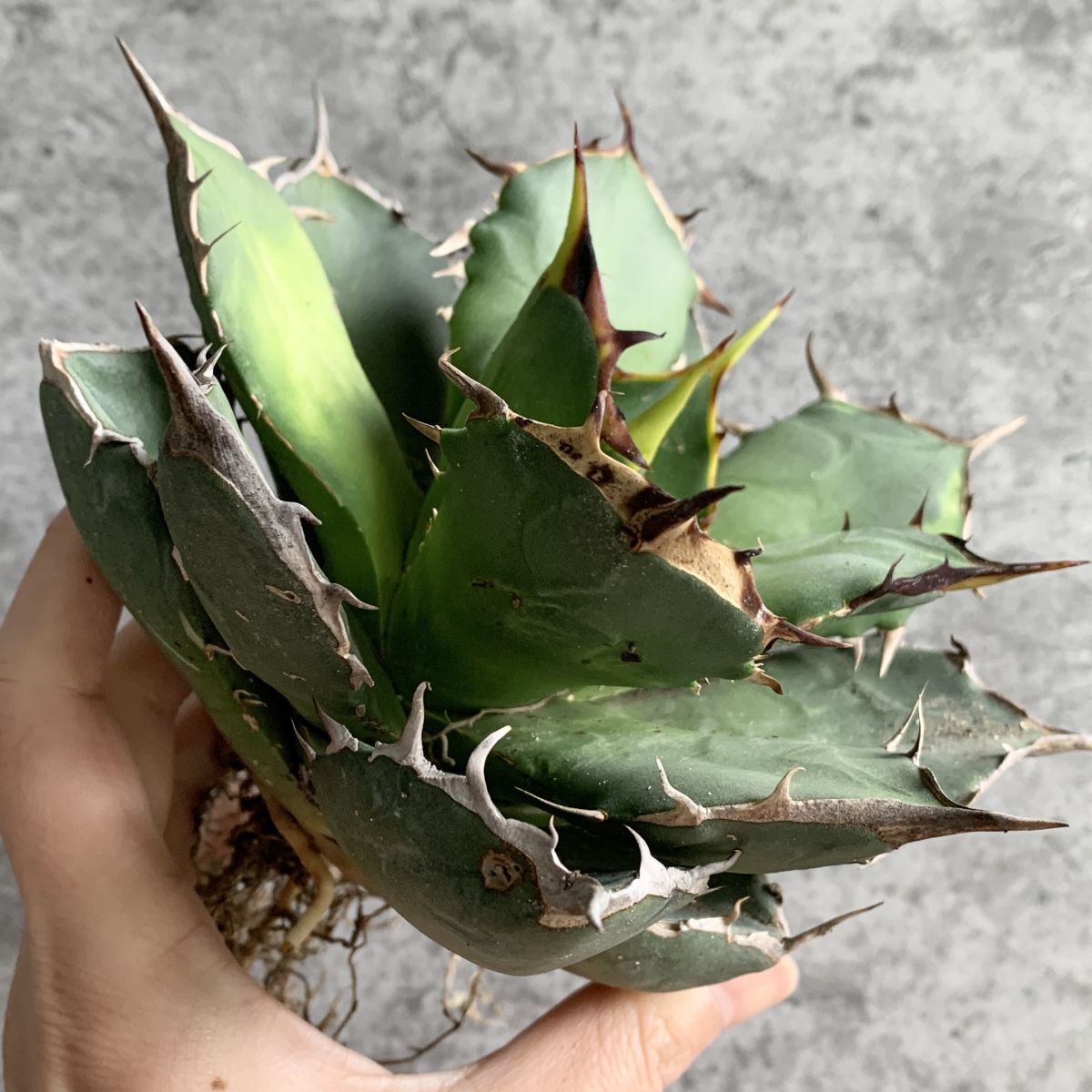【F9473】【極上SS級!!高級株! イラン産 ◆ アガベ チタノタ ローズ ◆】Agave titanota ' Rose ' 【F9473】【極上SS級!!高級株! イラン産 ◆ アガベ チタノタ ローズ ◆】Agave titanota ' Rose '