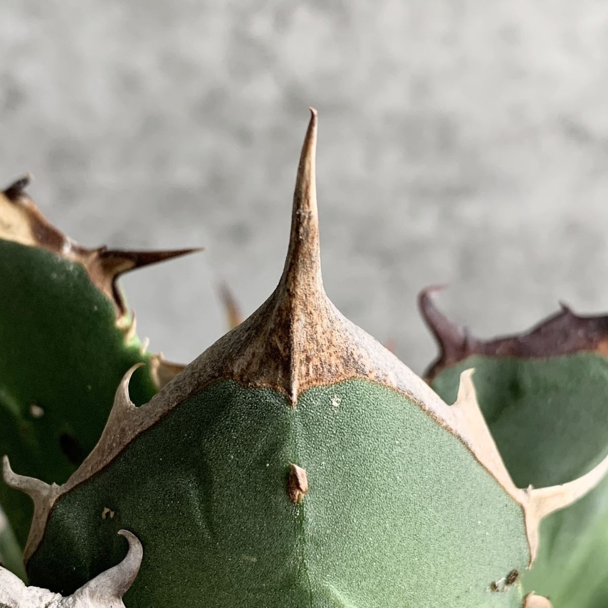 【F9473】【極上SS級!!高級株! イラン産 ◆ アガベ チタノタ ローズ ◆】Agave titanota ' Rose ' 【F9473】【極上SS級!!高級株! イラン産 ◆ アガベ チタノタ ローズ ◆】Agave titanota ' Rose '