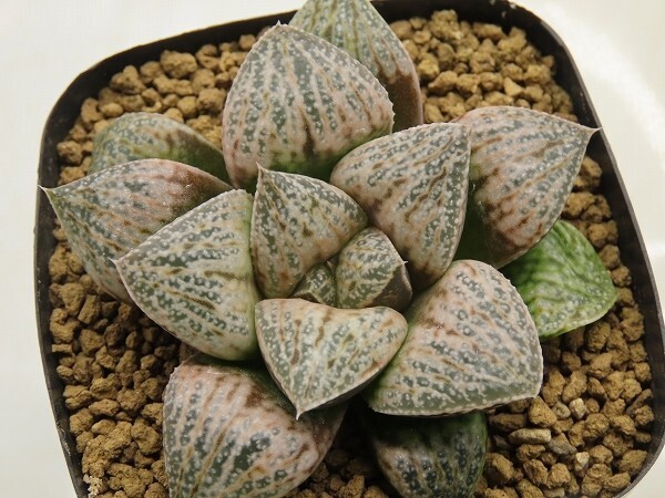 W046 古都姫葵F2×スワンズウィング 実生 未繁殖 多肉植物 W046 古都姫葵F2×スワンズウィング 実生 未繁殖 多肉植物