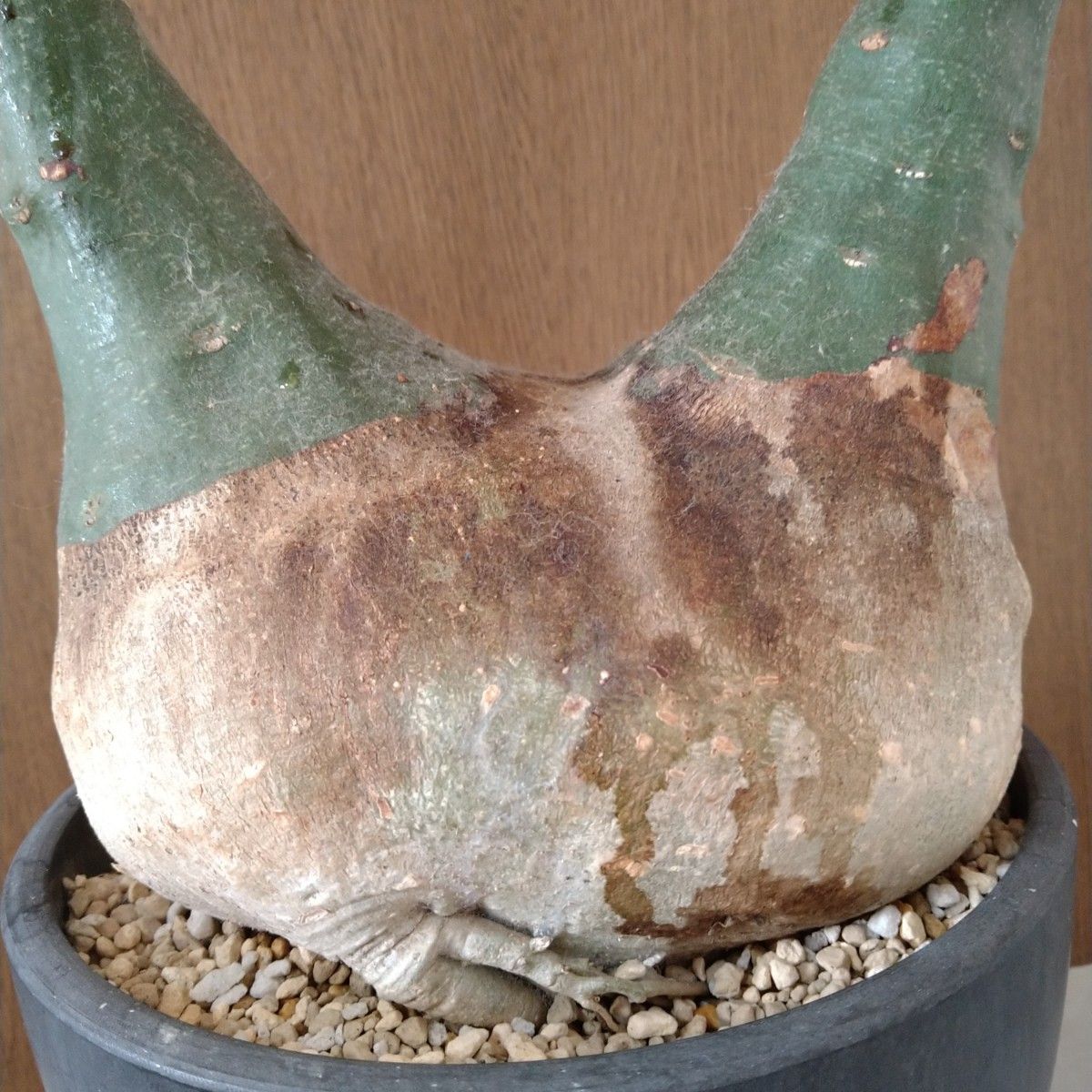 アデニア　グラウカ　Wヘッド　大株　(鉢付き) marvistaポット】アデニア・グラウカ - HANS 多肉植物とサボテン