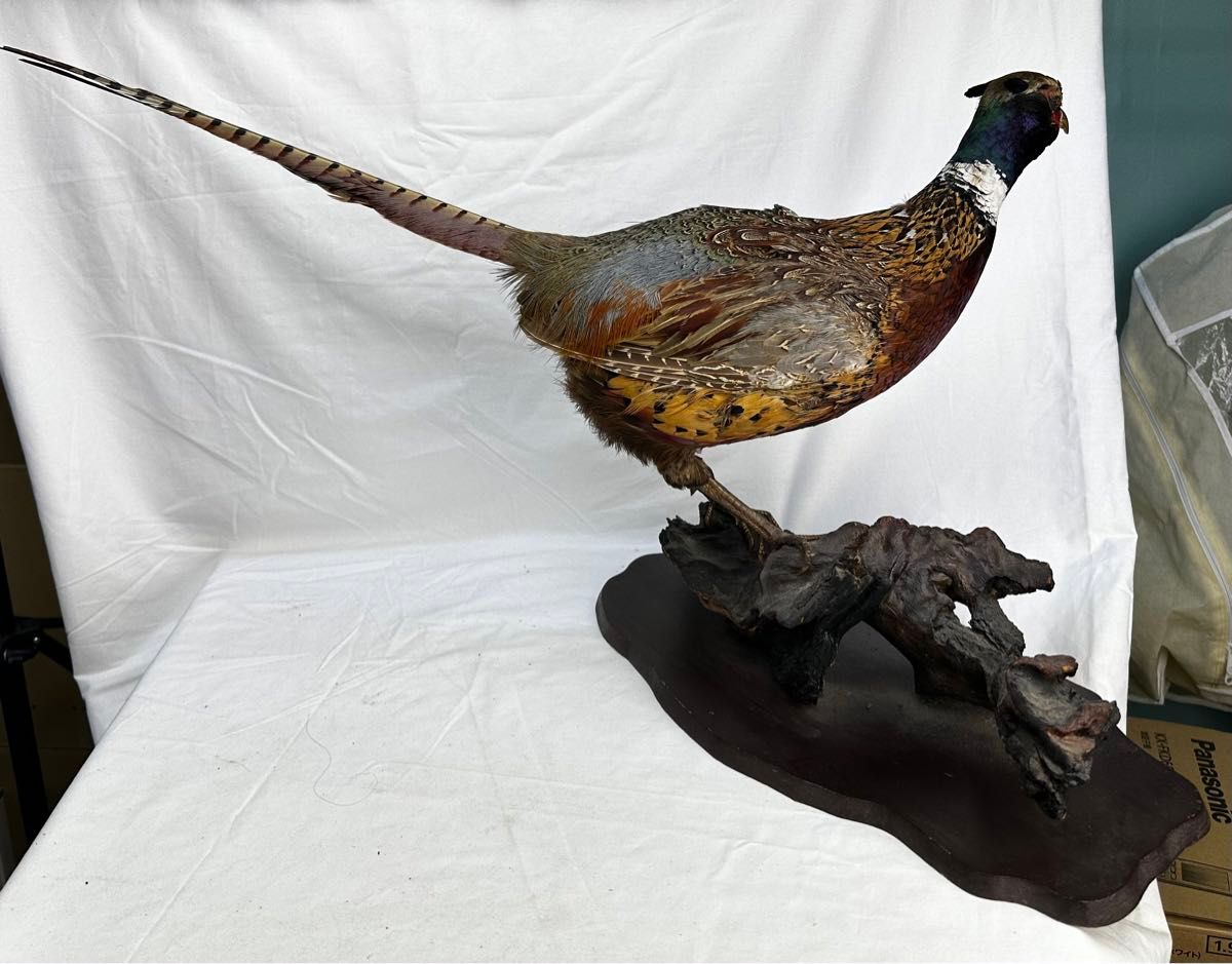 雉キジの剥製 置き物 昭和レトロ 鳥|Yahoo!フリマ(旧PayPay 雉キジの剥製 置き物 昭和レトロ 鳥|Yahoo!フリマ(旧PayPay