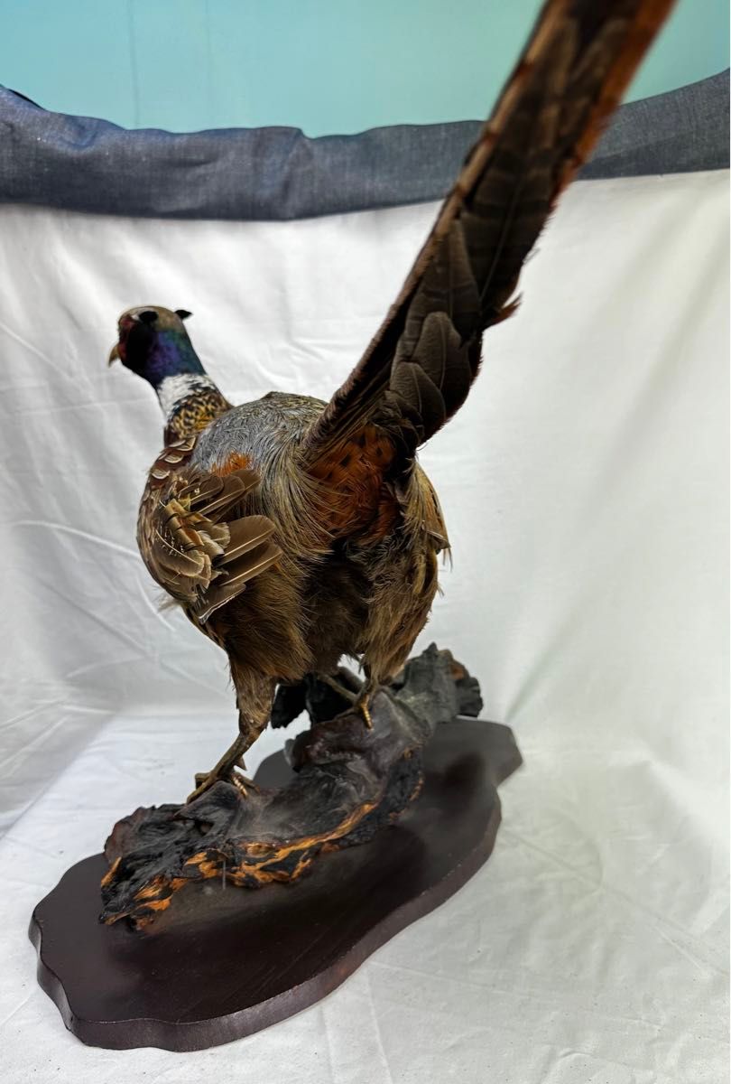雉キジの剥製 置き物 昭和レトロ 鳥|Yahoo!フリマ(旧PayPay 雉キジの剥製 置き物 昭和レトロ 鳥|Yahoo!フリマ(旧PayPay