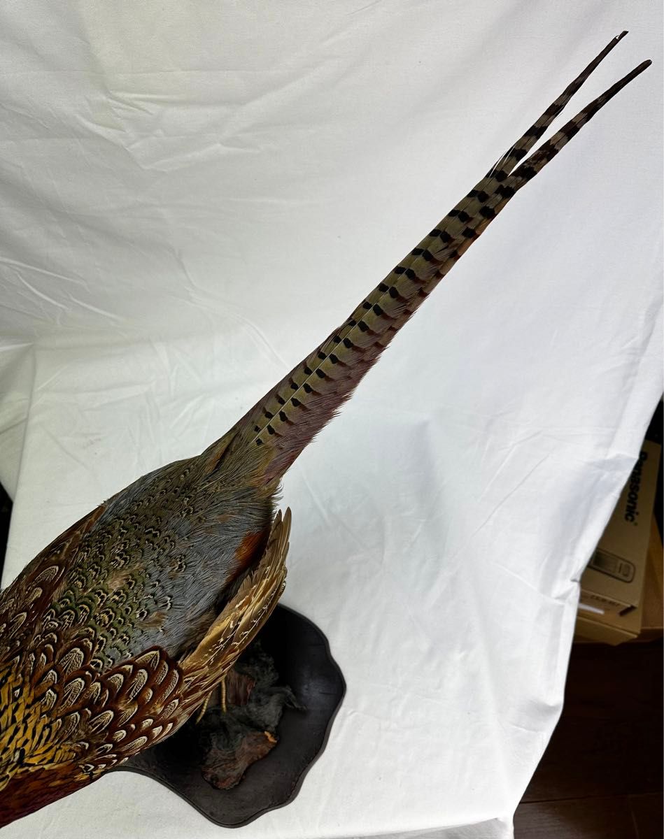 雉キジの剥製 置き物 昭和レトロ 鳥|Yahoo!フリマ(旧PayPay 雉キジの剥製 置き物 昭和レトロ 鳥|Yahoo!フリマ(旧PayPay