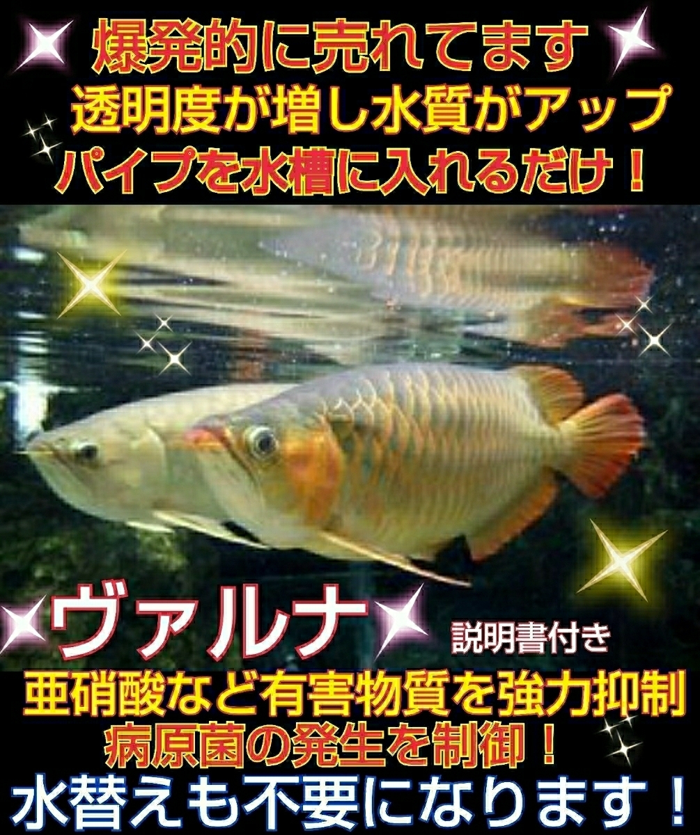 らんちゅうの飼育者が絶賛！水槽の水が綺麗になります【ヴァルナ8センチ】有害物質を強力抑制☆透明度がアップし生体が活性化☆水替え不要_アロワナがイキイキするのが判ります！