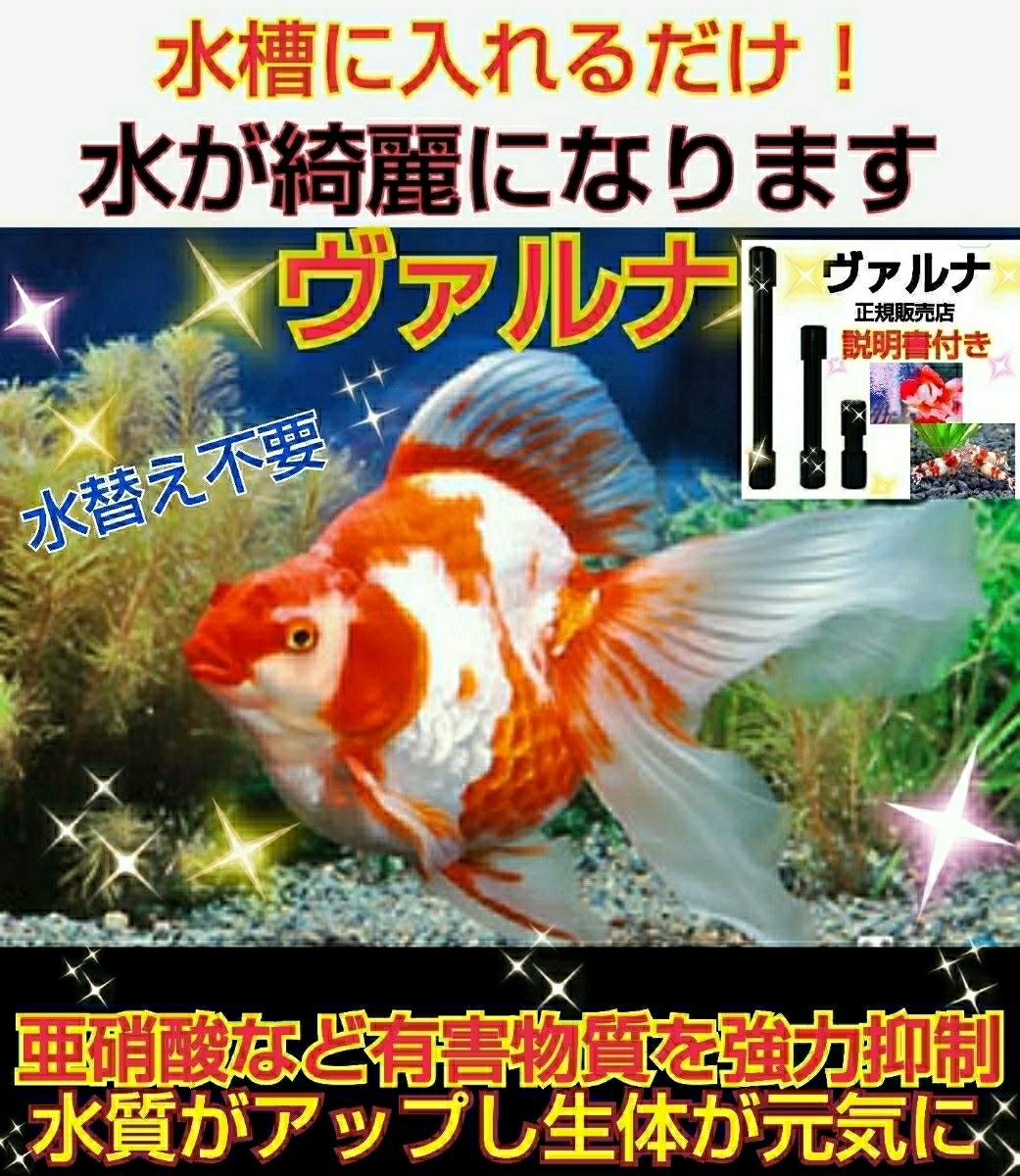 らんちゅうの飼育者が絶賛！水槽の水が綺麗になります【ヴァルナ8センチ】有害物質を強力抑制☆透明度がアップし生体が活性化☆水替え不要_琉金の飼育者も愛用してます！