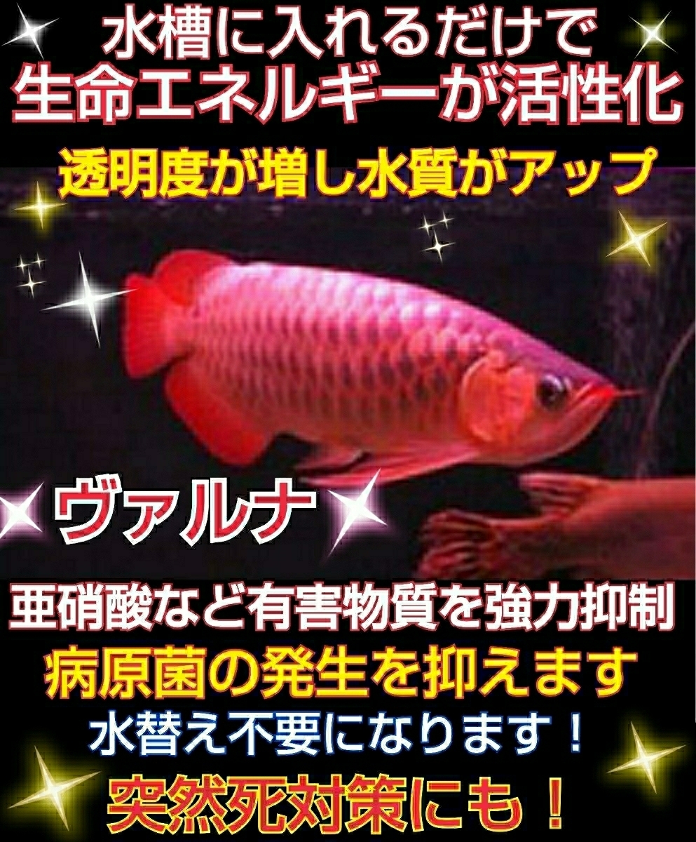 らんちゅうの飼育者が絶賛！水槽の水が綺麗になります【ヴァルナ8センチ】有害物質を強力抑制☆透明度がアップし生体が活性化☆水替え不要_アロワナの飼育者も絶賛！