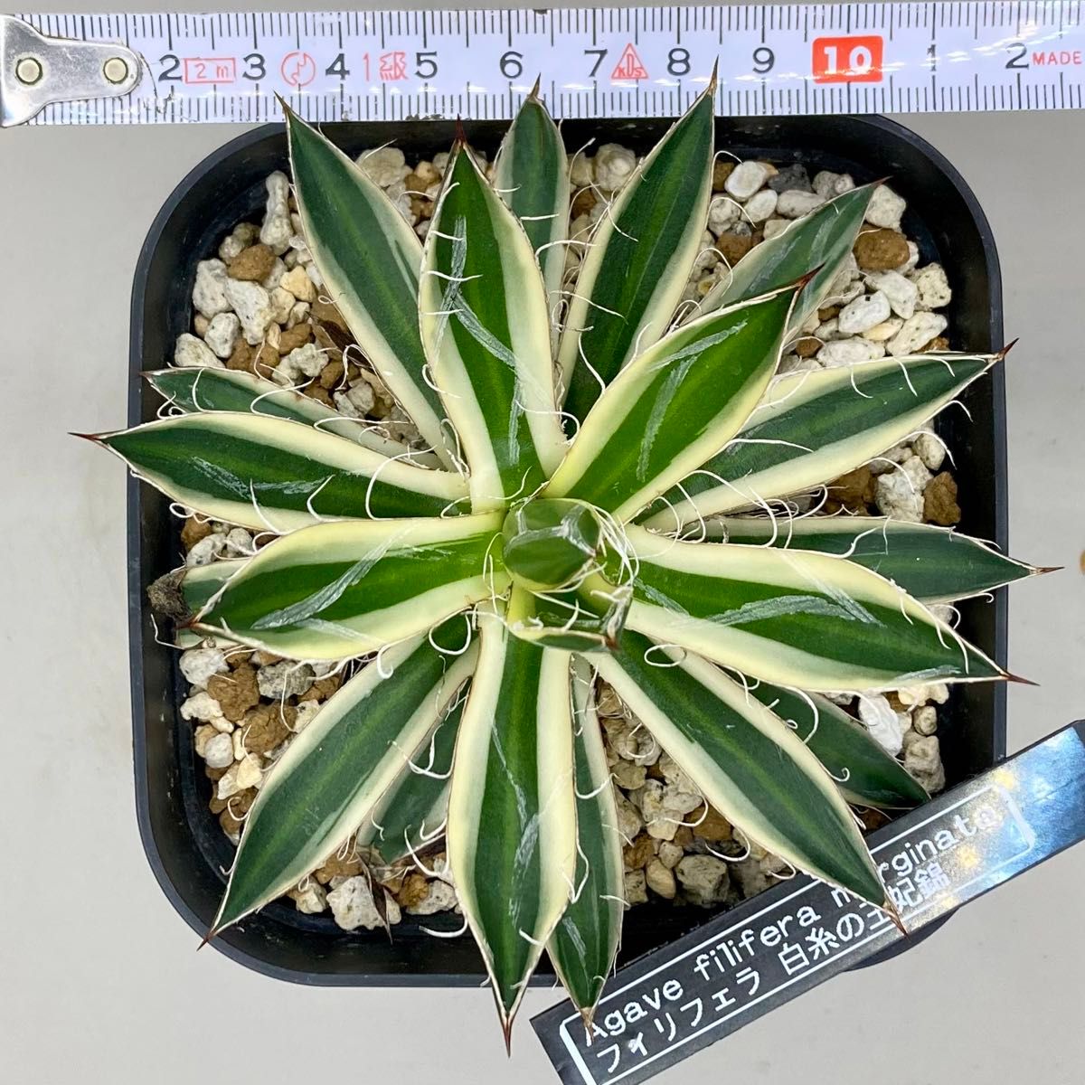Agave アガベ フィリフェラ 白糸の王妃錦 黄覆輪斑 優良株 発根 Agave アガベ フィリフェラ 白糸の王妃錦 黄覆輪斑 優良株 発根