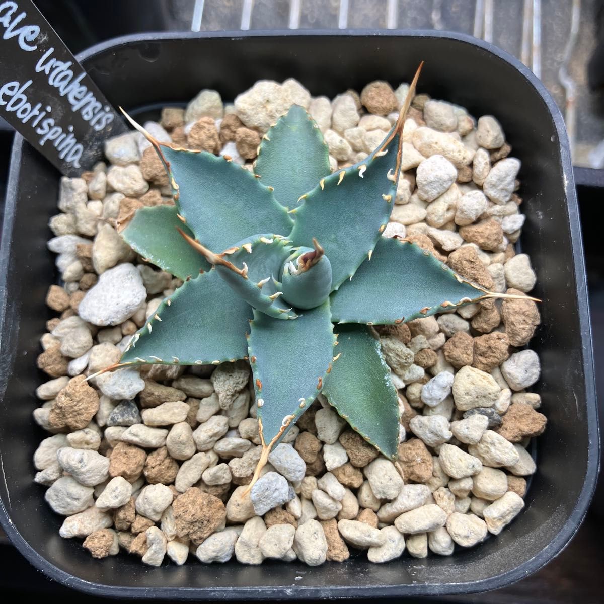 agave utahensis var eborispina アガベ エボリスピナ 実生苗 agave utahensis var eborispina アガベ エボリスピナ 実生苗