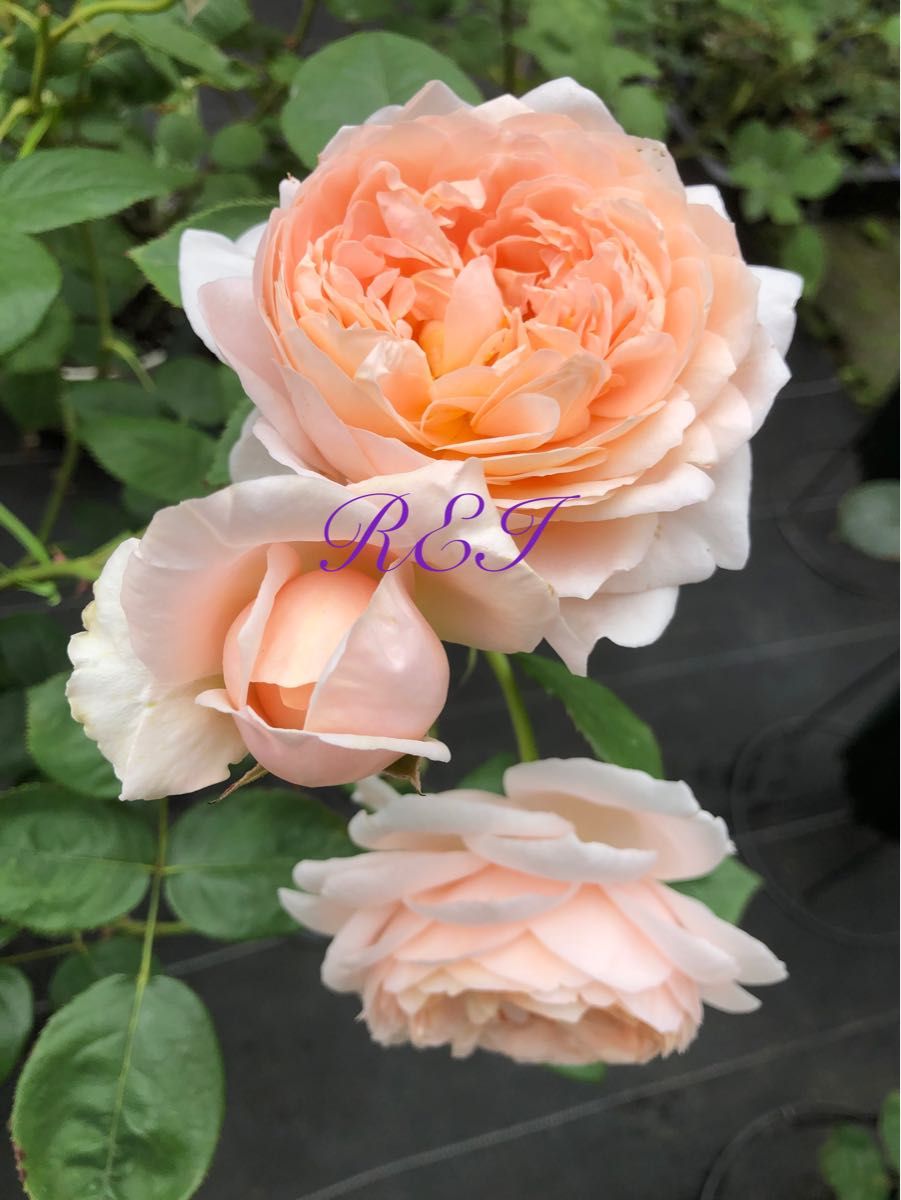 ER 廃番 バラ 【エブリン 】挿し木苗 つぼみ付き|花、園芸 ER 廃番 バラ 【エブリン 】挿し木苗 つぼみ付き|花、園芸
