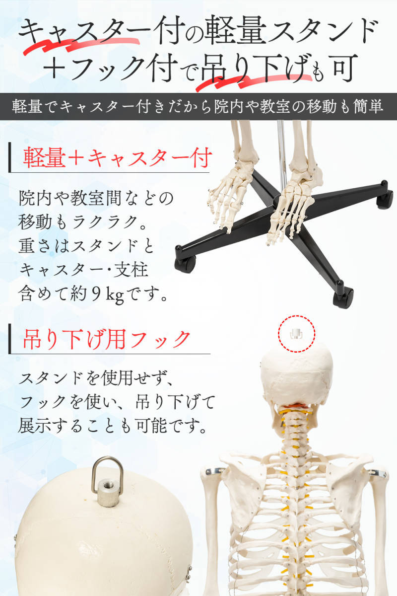 格安1743【国際規格認証品】等身大 人体模型 170cm 神経根有り 格安1743【国際規格認証品】等身大 人体模型 170cm 神経根有り