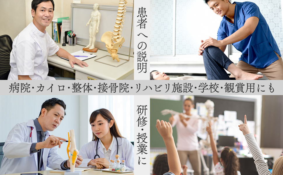 格安1743【国際規格認証品】等身大 人体模型 170cm 神経根有り 格安1743【国際規格認証品】等身大 人体模型 170cm 神経根有り