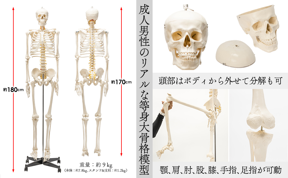 格安1743【国際規格認証品】等身大 人体模型 170cm 神経根有り 格安1743【国際規格認証品】等身大 人体模型 170cm 神経根有り