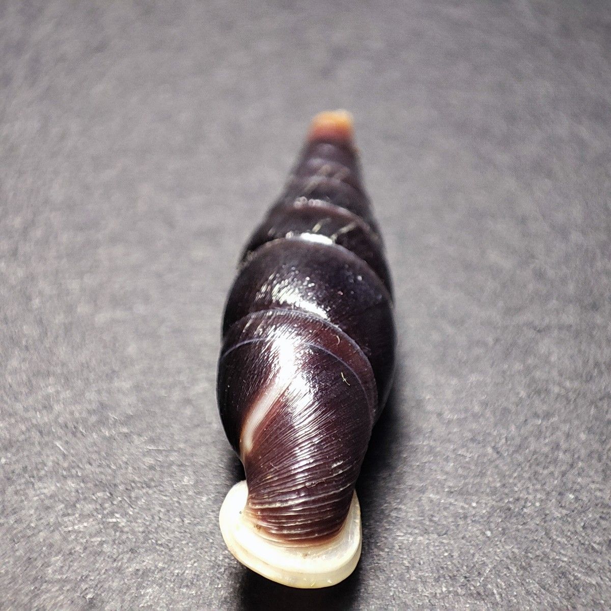 国内発送【貝 標本】Selenophaedusa princeps【高大月管螺】33mm 国内発送【貝 標本】Selenophaedusa princeps【高大月管螺】33mm