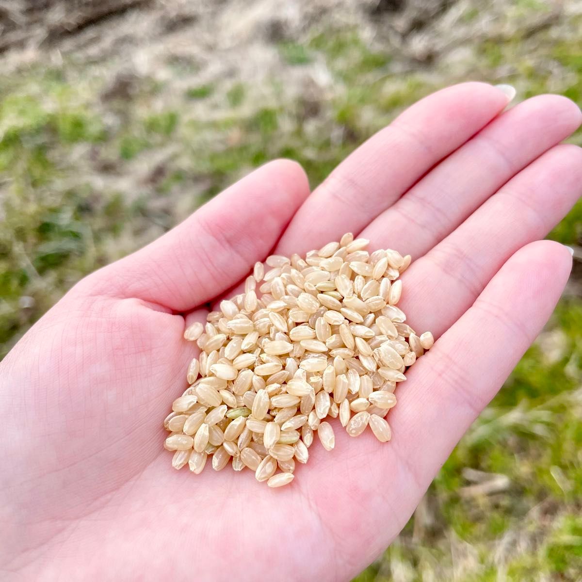 玄米 新米 茨城県産 コシヒカリ 恋恋米 30kg お米|Yahoo!フリマ 玄米 新米 茨城県産 コシヒカリ 恋恋米 30kg お米|Yahoo!フリマ