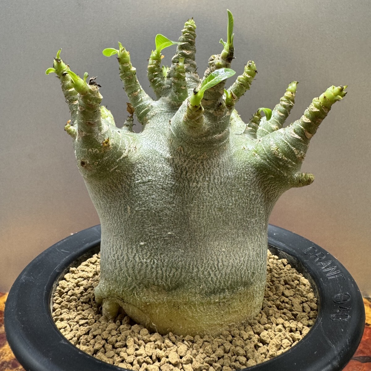 ゑ.27 アデニウム アラビカム スーパードワーフ/ Adenium arabicum super dwarf 【灌木 塊根 コーデックス サボテン 観葉植物】