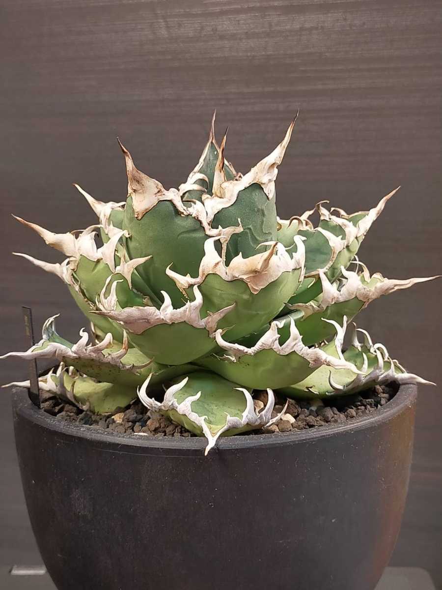 アガベ チタノタ シーザー ① (Agave Titanota Caesar)|観葉植物 アガベ チタノタ シーザー ① (Agave Titanota Caesar)|観葉植物