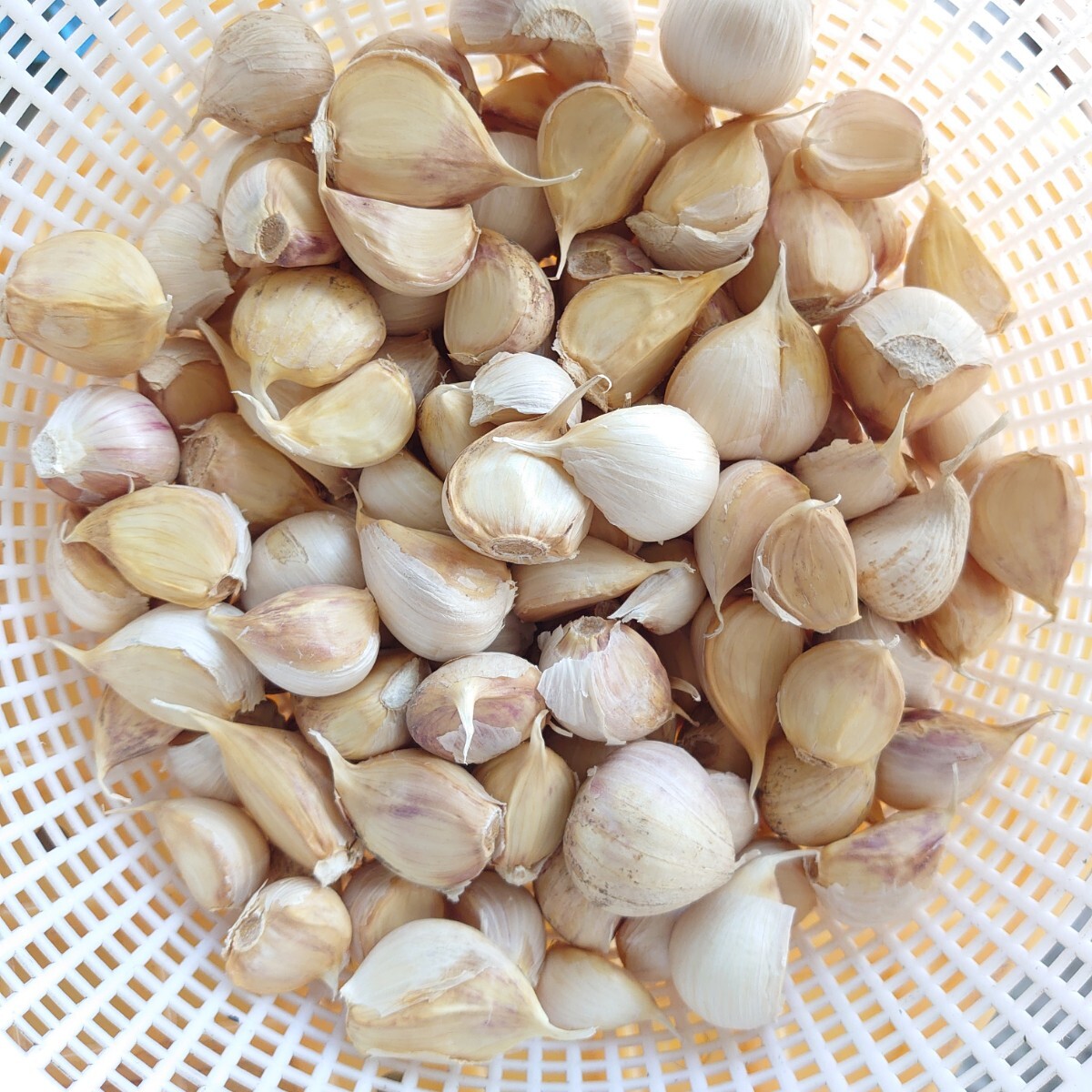 青森県産にんにく バラ 訳あり 1kg 福地ホワイト六片ニンニク 1 青森県産にんにく バラ 訳あり 1kg 福地ホワイト六片ニンニク 1