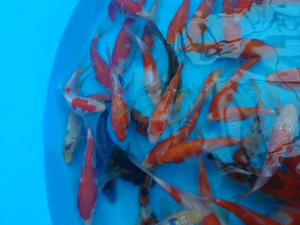 錦鯉 稚魚 鯉仔 ミックス 御三家 35尾+α 12センチ前後 18センチ前後 同梱不可 25日発送(錦鯉)|売買されたオークション情報、yahooの商品情報をアーカイブ公開 - オークファン ペット、生き物 錦鯉 稚魚 鯉仔 ミックス 御三家 35尾+α 12センチ前後 18センチ前後 同梱不可 25日発送(錦鯉)|売買されたオークション情報、yahooの商品情報をアーカイブ公開 - オークファン ペット、生き物
