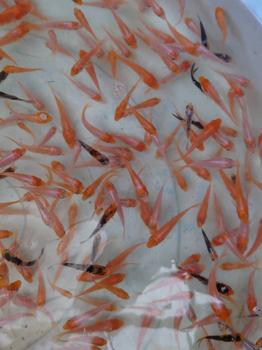 錦鯉 稚魚 鯉仔ドイツ大正三色 500尾+α 2センチ前後 同梱不可 錦鯉 稚魚 鯉仔ドイツ大正三色 500尾+α 2センチ前後 同梱不可
