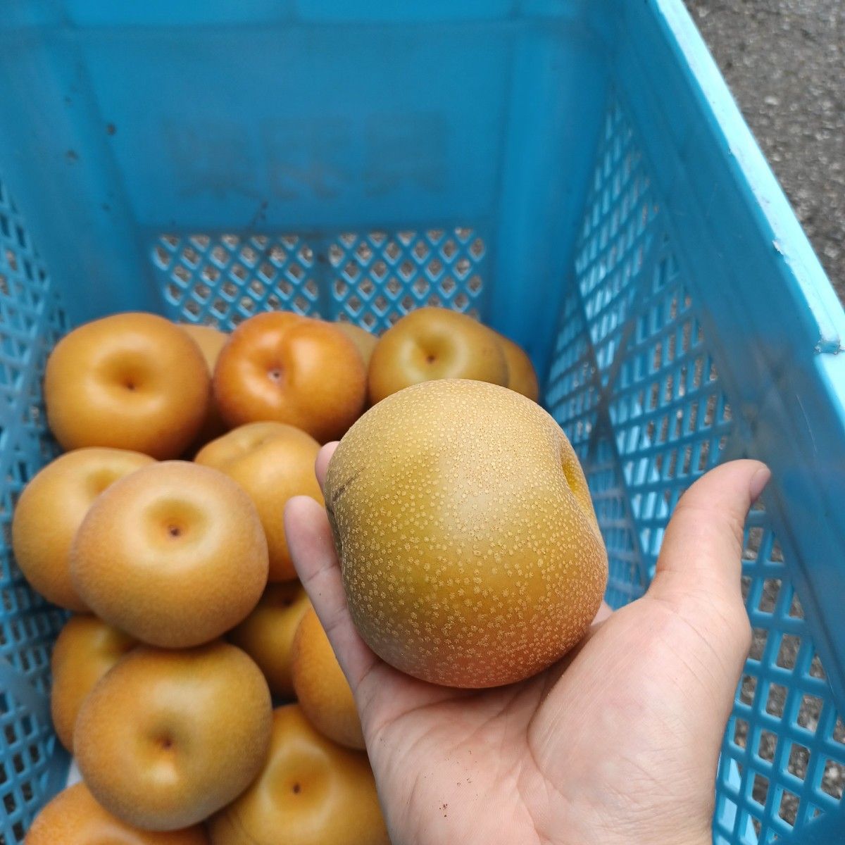 梨 富山県呉羽産 5キロ 豊水 中サイズ