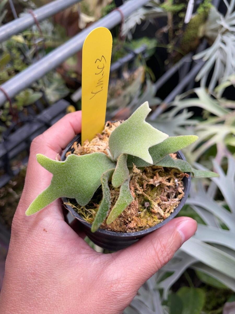 Yahoo!オークション - P.willinckii 'Yellow Moon' dwarf 株分け Yahoo!オークション - P.willinckii 'Yellow Moon' dwarf 株分け