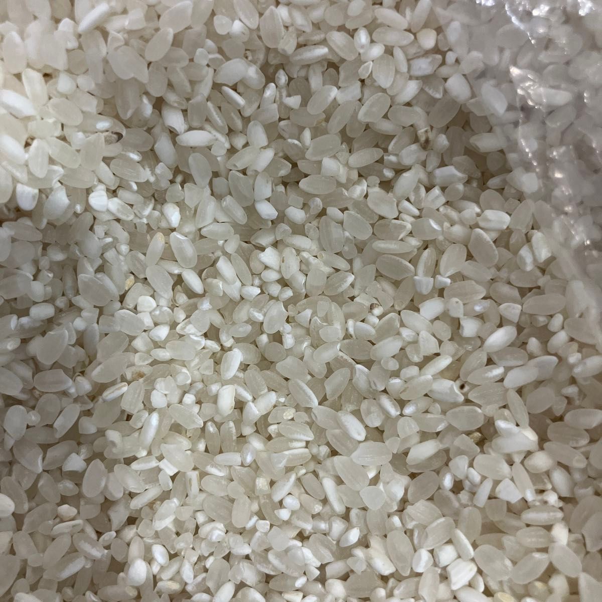 2024年産 コシヒカリ 中米(くず米) 栃木県産 玄米 10kg蔵保管品 2024年産 コシヒカリ 中米(くず米) 栃木県産 玄米 10kg蔵保管品