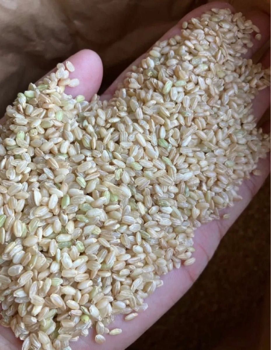 2024年産 コシヒカリ 中米(くず米) 栃木県産 玄米 10kg蔵保管品 2024年産 コシヒカリ 中米(くず米) 栃木県産 玄米 10kg蔵保管品