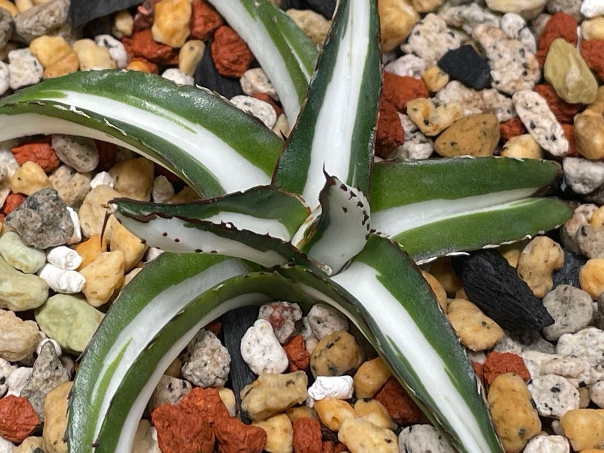 アガベ 笹の雪 氷山 白中斑 Agave victoria reginae 発根活着 アガベ 笹の雪 氷山 白中斑 Agave victoria reginae 発根活着