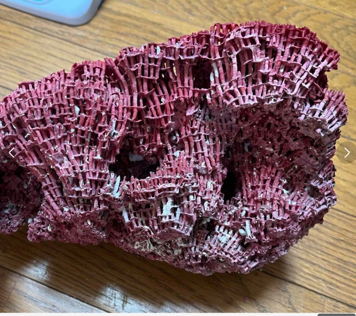 稀少 天然 赤珊瑚 原石 結晶 鉱物標本 パイプオルガン珊瑚 アクアリウム 珊瑚 赤珊瑚 パイプオルガン珊瑚 アクアリウム|Yahoo!フリマ