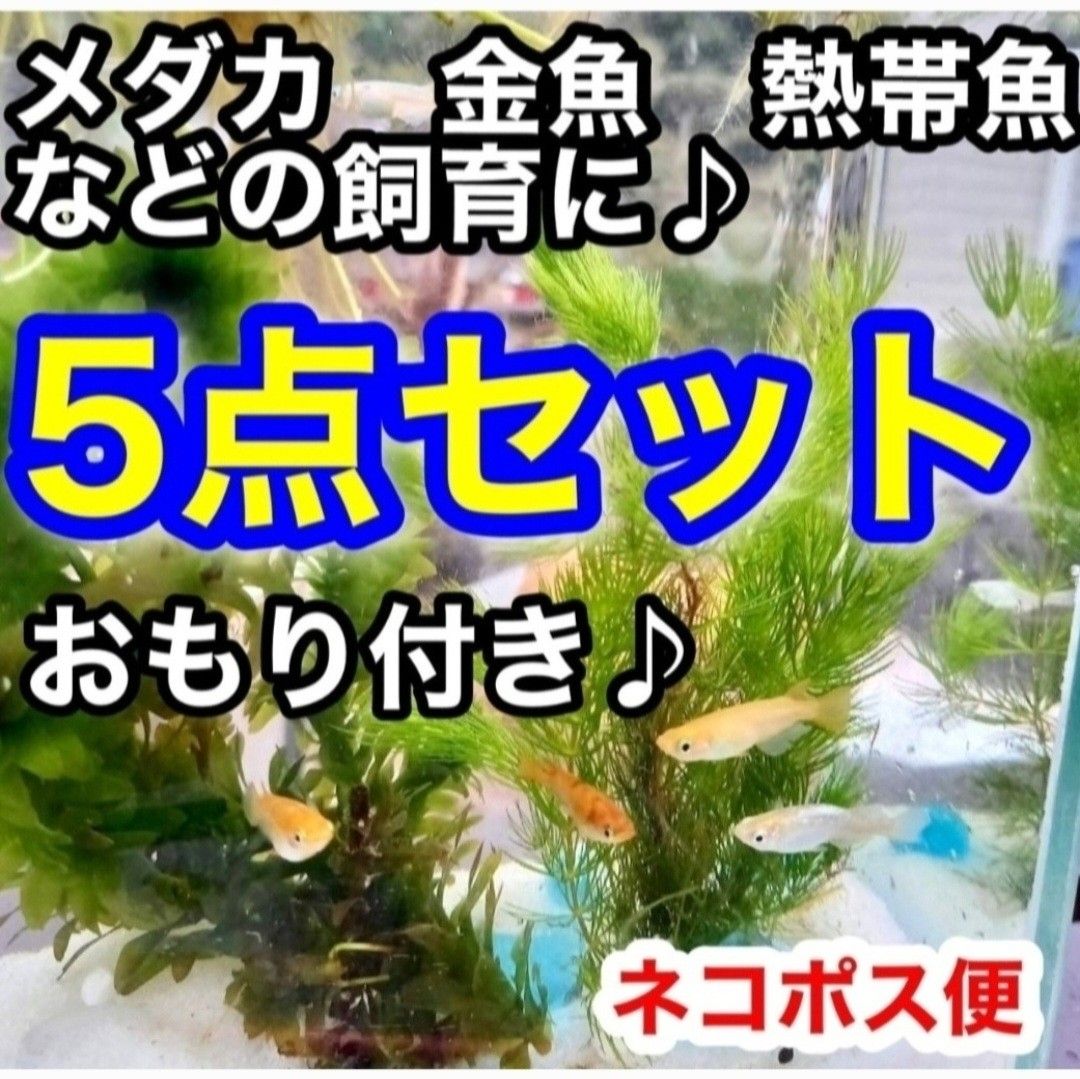 天然　水草5点セット　【おもり5個付き】　アナカリス　ミリオフィラム　アカウキクサ　めだか　　産卵床　　アマゾンフロッグピット 