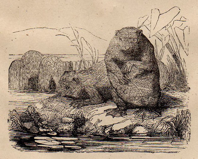 1859年 Buffon 博物誌 新版 木版画 オオアメリカモモンガ ネズミ ビーバー 博物画_画像3