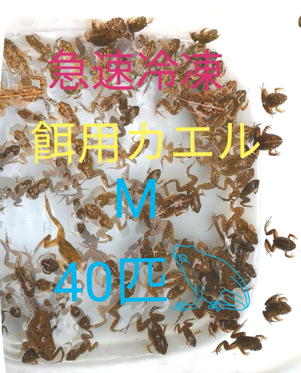 ☆送料無料☆ レッドローチ L〜成虫サイズ 500グラム 数不明 死 ☆送料無料☆ レッドローチ L〜成虫サイズ 500グラム 数不明 死