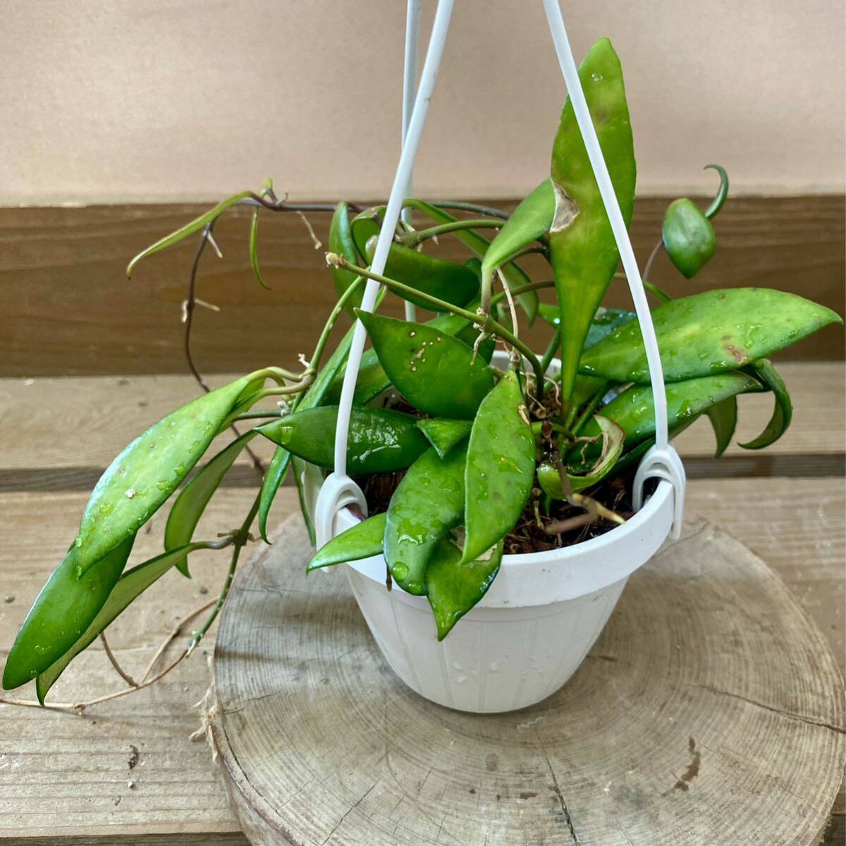 観葉植物 ホヤ サクララン パビフォラ(観葉植物)|売買された 観葉植物 ホヤ サクララン パビフォラ(観葉植物)|売買された